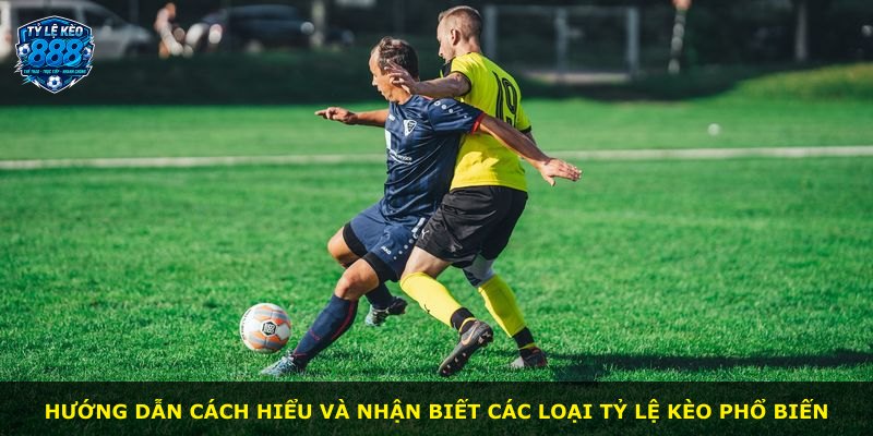 Hướng dẫn cách hiểu và nhận biết các loại tỷ lệ kèo phổ biến